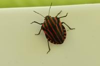 Graphosoma italicum