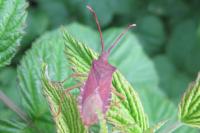 Gonocerus acuteangulatus