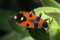 Horvathiolus superbus