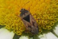 Trapezonotus ullrichi