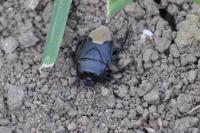 Cydnus aterrimus