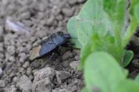Cydnus aterrimus