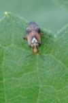 Lygus pratensis