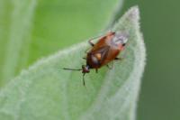 Deraeocoris ruber