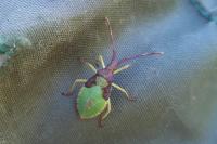 Gonocerus acuteangulatus