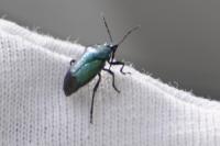 Zicrona caerulea