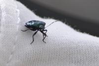Zicrona caerulea