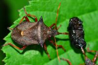 Picromerus bidens