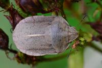 Eurygaster austriaca