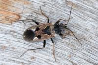 Rhyparochromus vulgaris