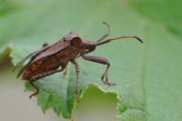 Coreus marginatus