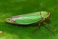 Cicadella viridis