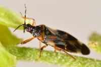 Anthocoris nemoralis