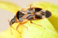Anthocoris nemoralis