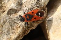 Melanocoryphus albomaculatus