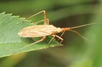 Miridius quadrivirgatus