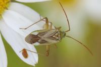 Adelphocoris lineolatus