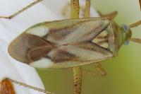Adelphocoris lineolatus
