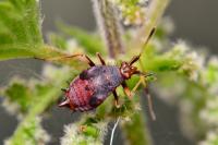 Deraeocoris ruber