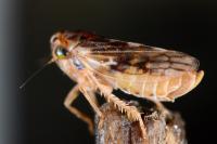 Agallia consobrina