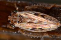 Agallia consobrina