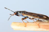 Ischnodemus sabuleti