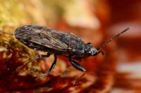 Peritrechus gracilicornis