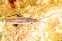 Stenodema calcarata
