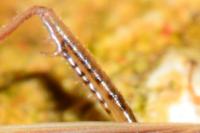 Stenodema calcarata
