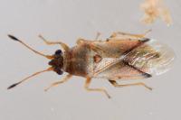 Cymus claviculus