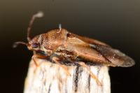 Cymus claviculus