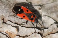 Melanocoryphus albomaculatus