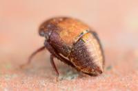 Penthimia nigra