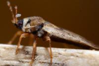 Piesma maculatum