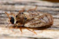 Piesma maculatum