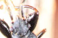 Taphropeltus contractus