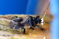 Taphropeltus contractus