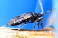 Taphropeltus contractus