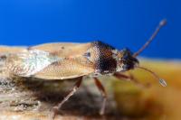 Cymus melanocephalus