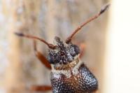 Cymus melanocephalus