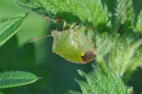 Palomena prasina