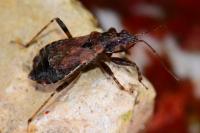 Himacerus mirmicoides