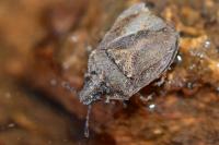 Podops inunctus