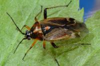 Harpocera thoracica