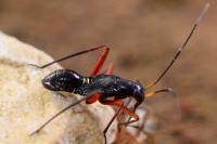 Miris striatus