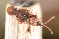 Physatocheila dumetorum