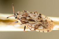 Tingis cardui