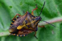 Carpocoris purpureipennis