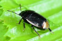Legnotus limbosus