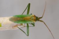 Stenodema laevigata